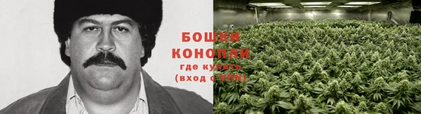 стаф Новозыбков